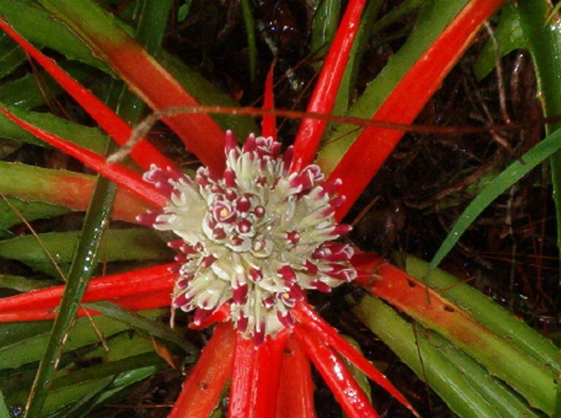 Bromeliad blooms2