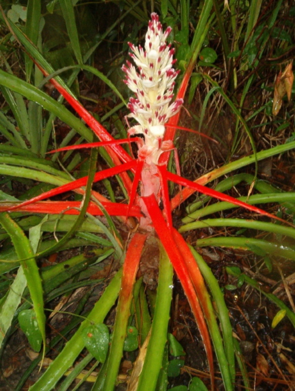 Bromeliad blooms3