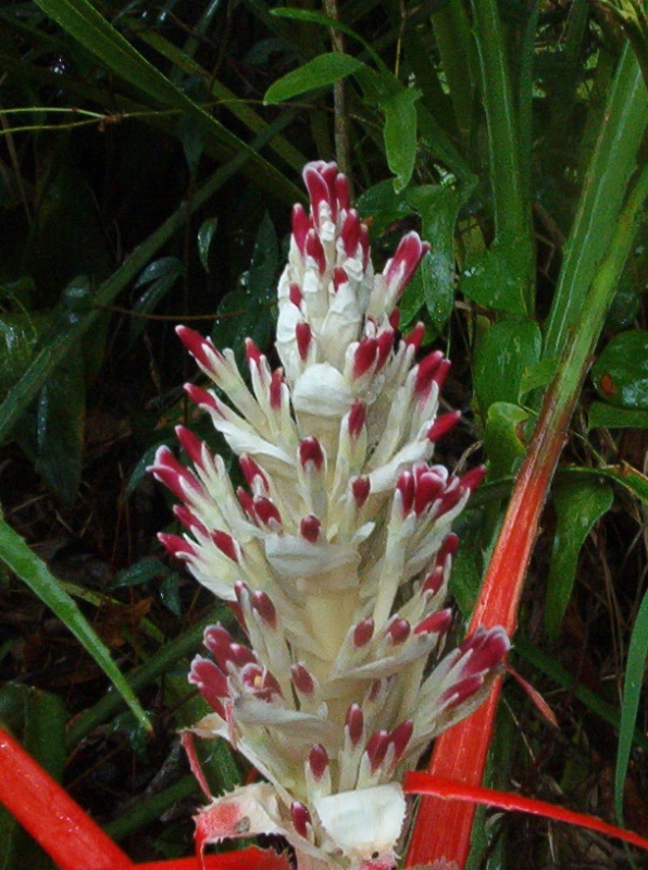 Bromeliad blooms4