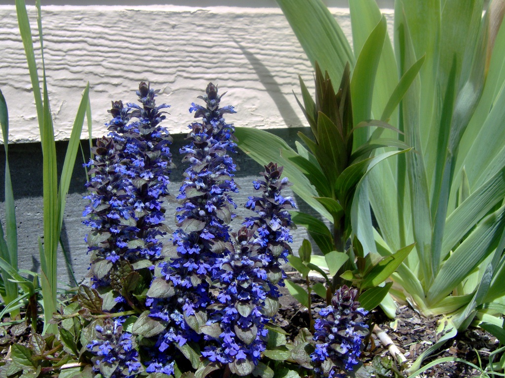 Bronze Beauty ajuga