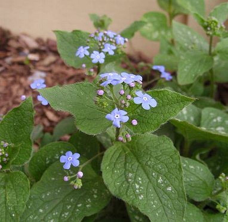 Brunnera macrophylla