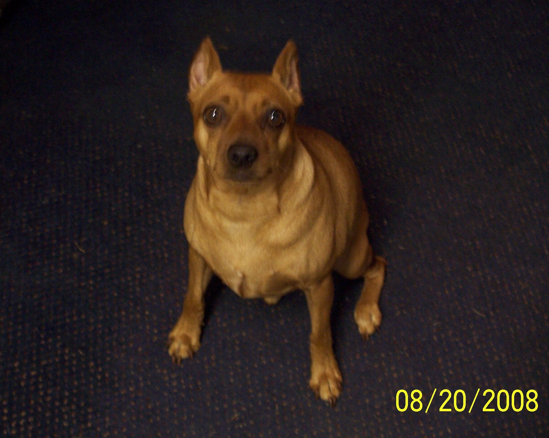 Buddy