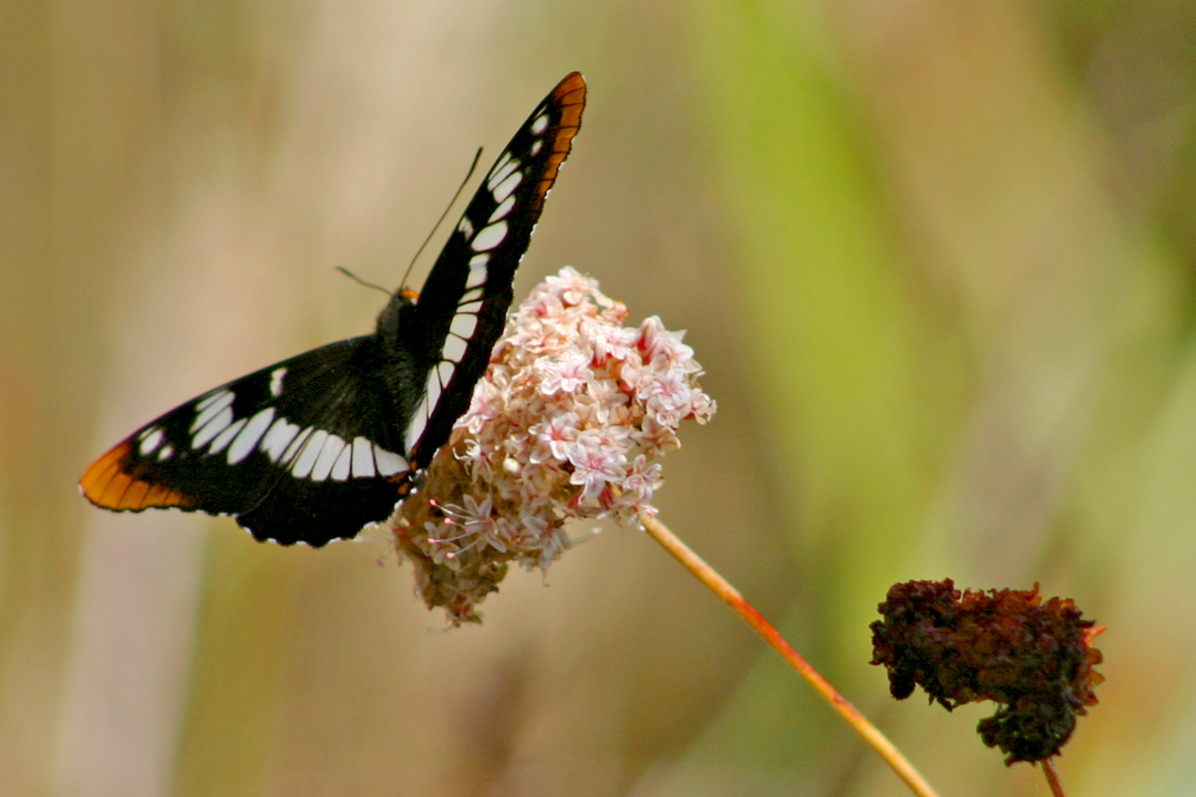 Butterflies and Moths