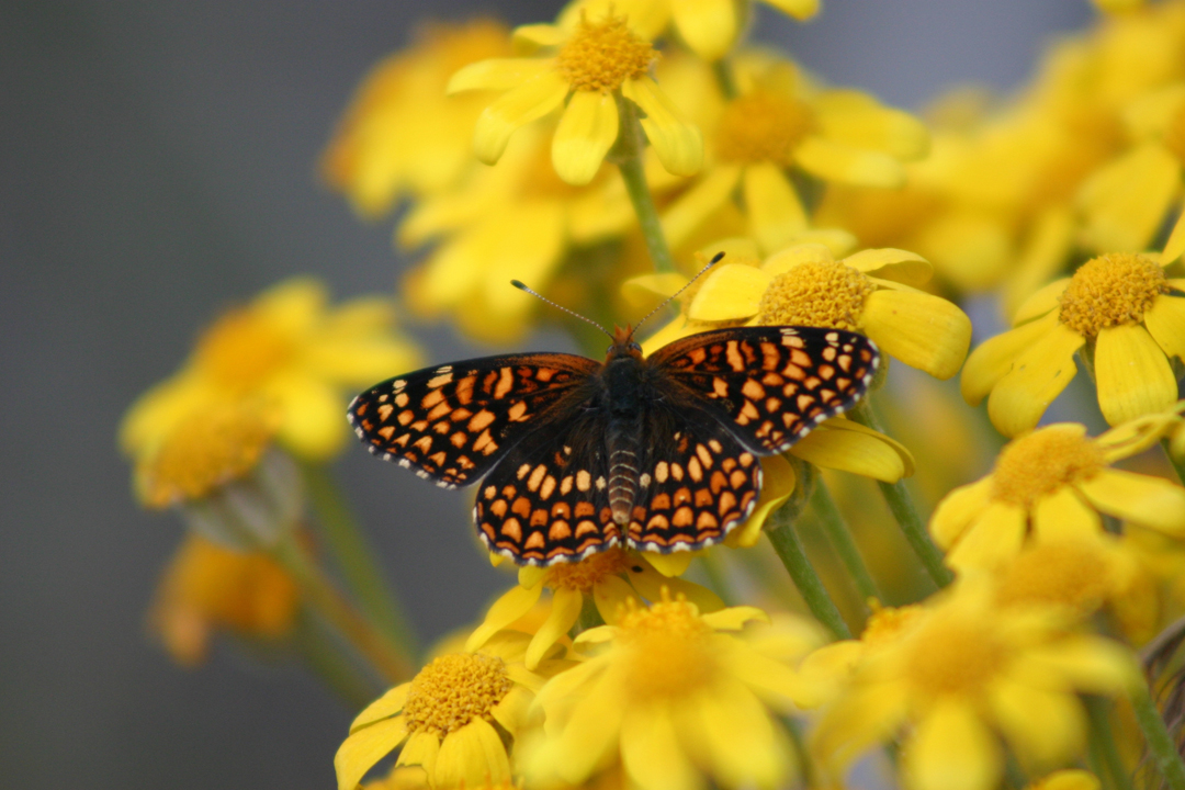 Butterflies and Moths