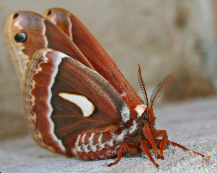 Butterflies and Moths