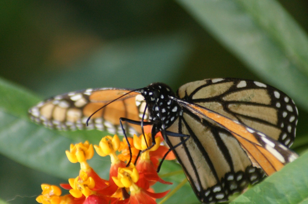 butterfly4