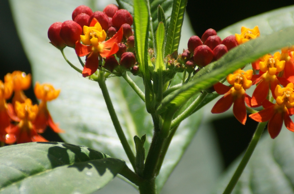 butterfly_bush2