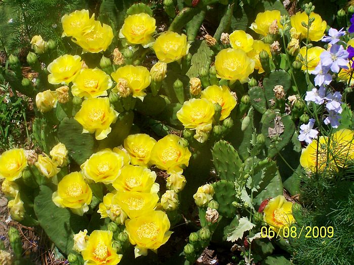Cactus 5
