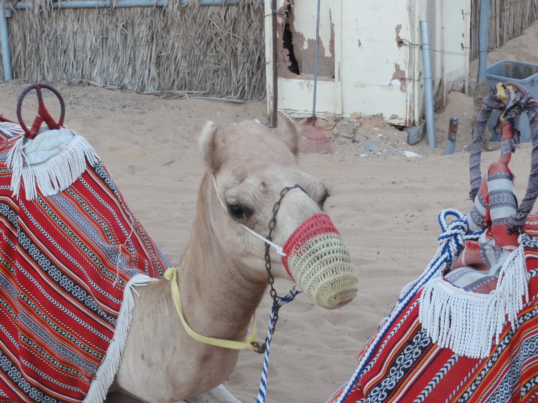 camel