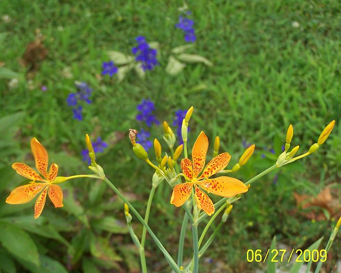 Candy Lily 2