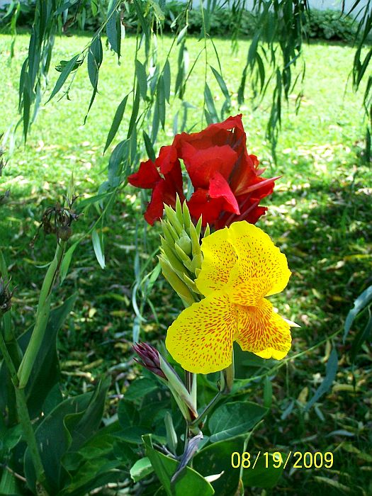 Canna red & yll 1
