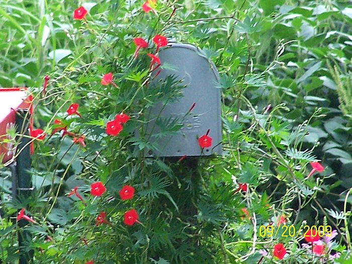 Cardinal vine 1