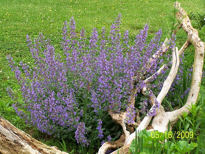 Catnip 1