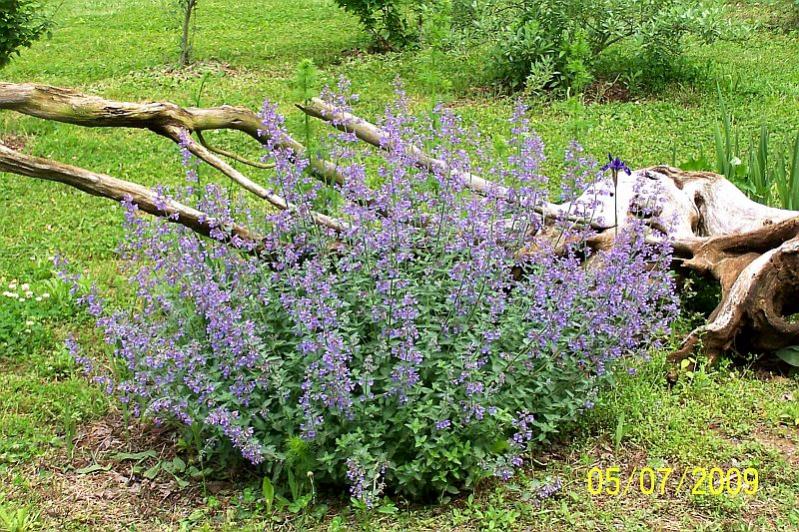 Catnip
