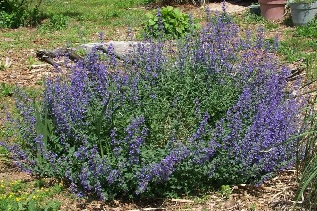 Catnip