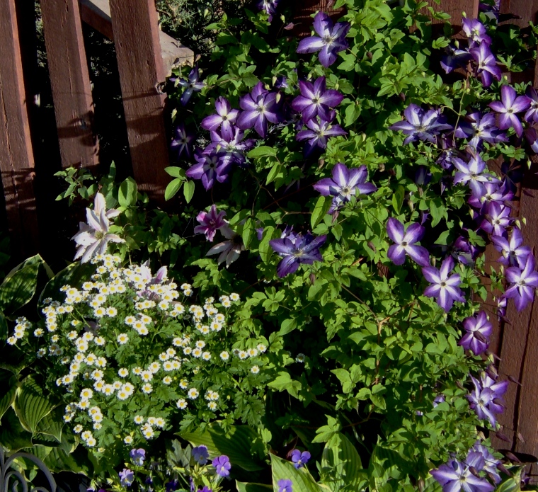 chamomile & clematis