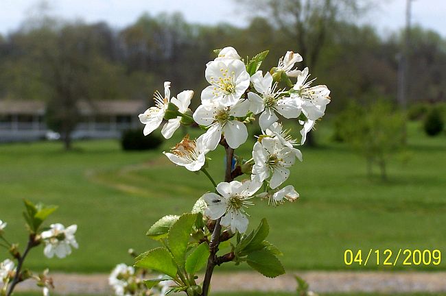 Cherry Blossoms
