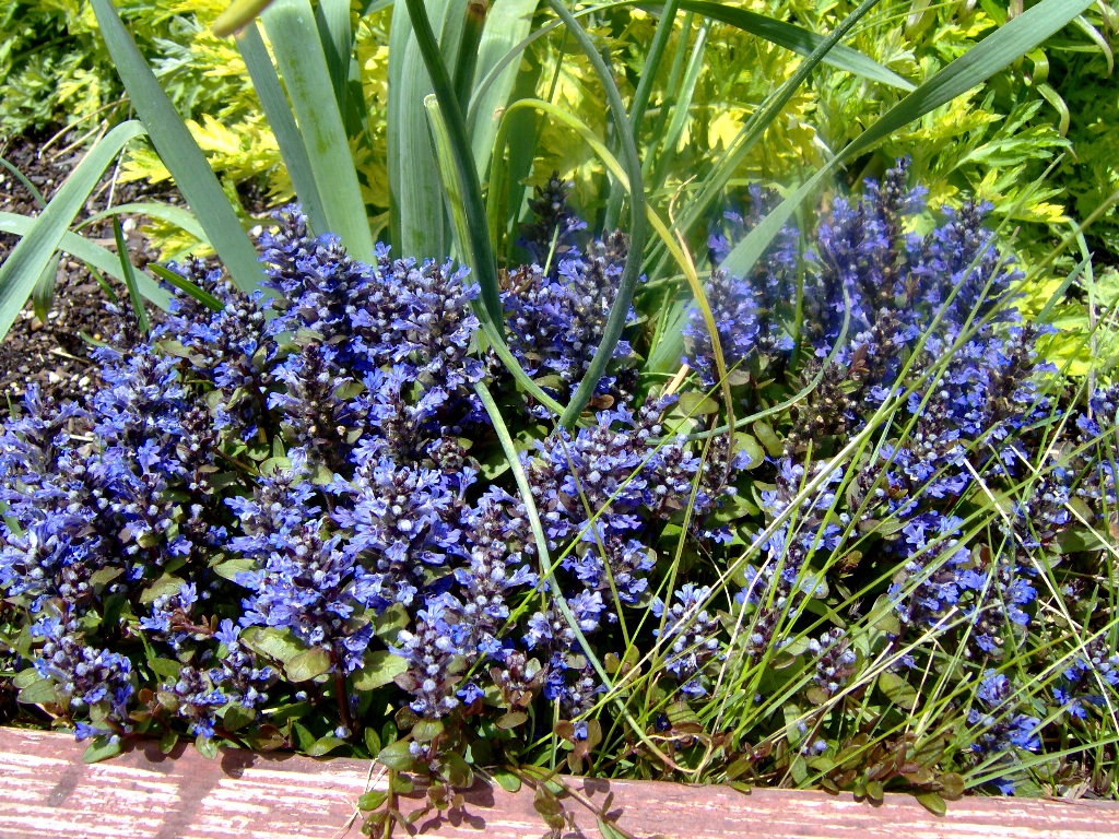 Chocolate Chip Ajuga
