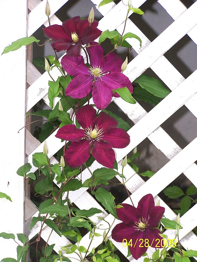 Clematis 1