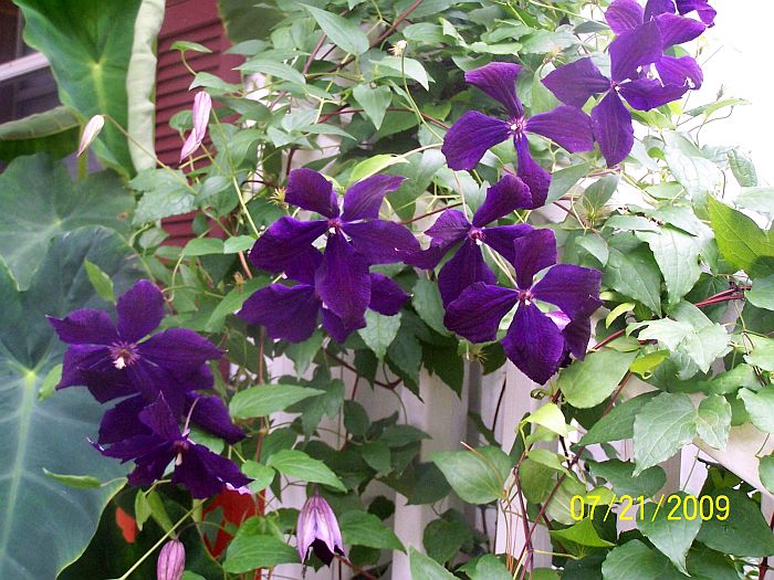 Clematis 1