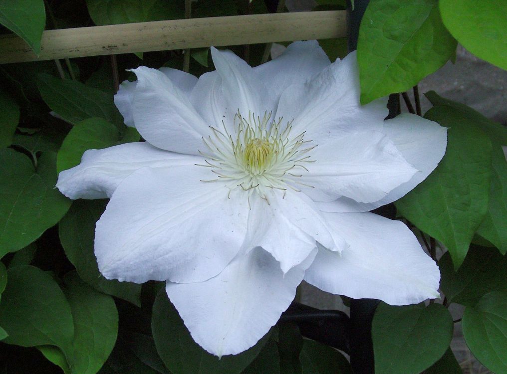 Clematis 'Candida'