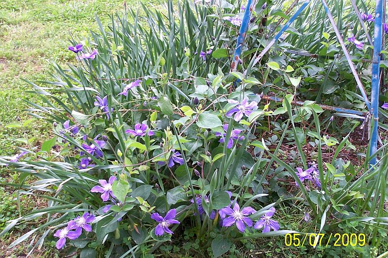 Clematis ppl 1