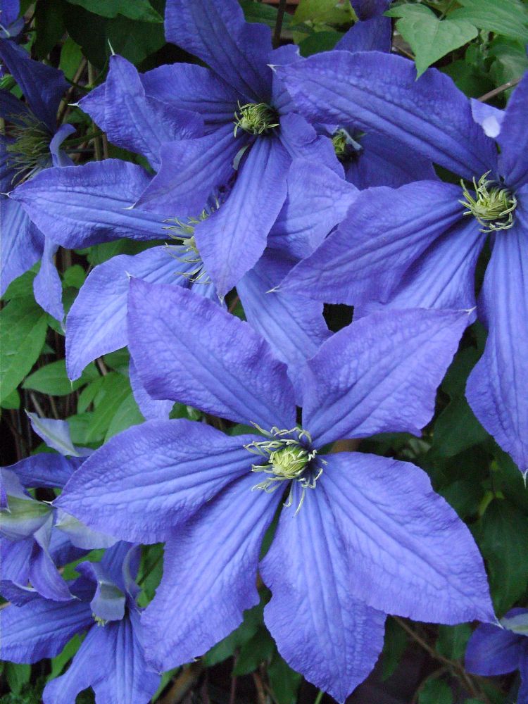 Clematis 'Rhapsody'