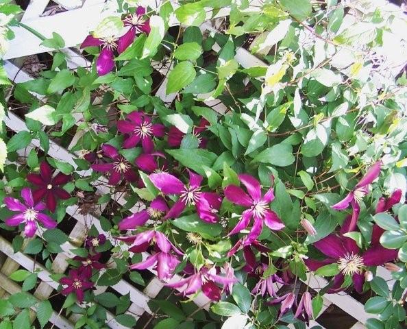Clematis