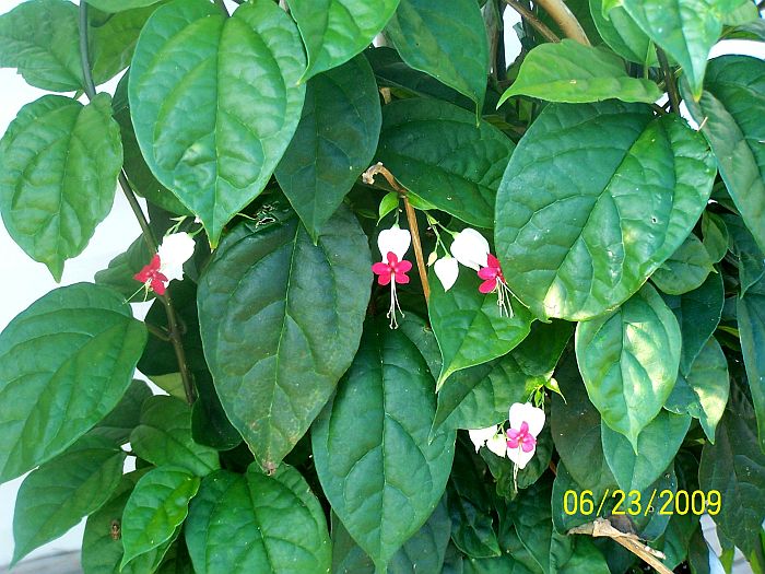 Climbing bleeding hearts 2