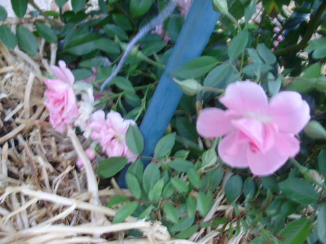Climbing "Pinkie"
