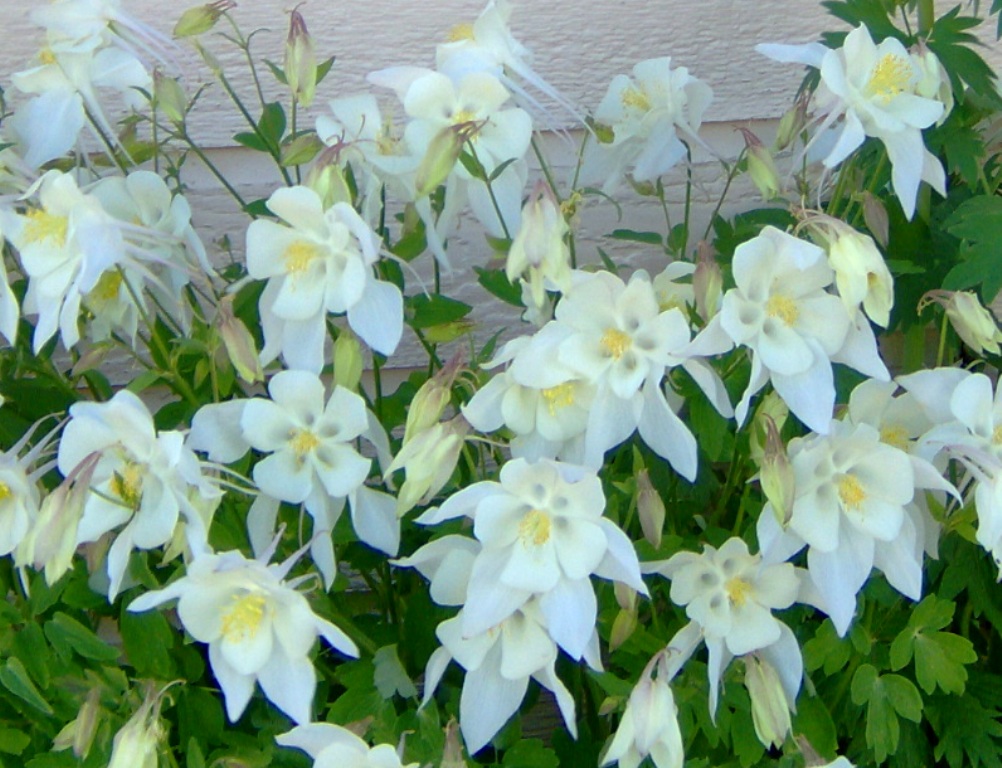 Columbine 'White Songbird'