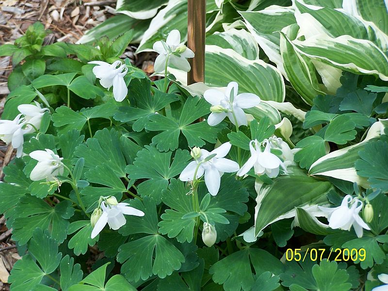 Columbine wht 2