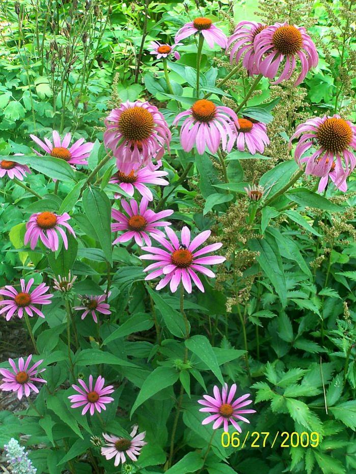 Coneflowers 1