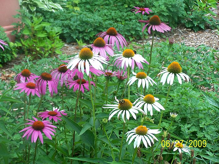 Coneflowers 3