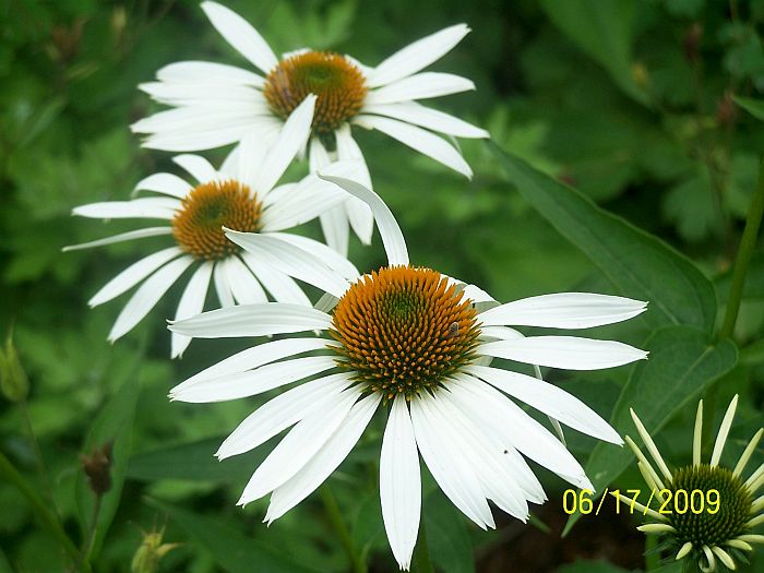 Coneflowers wht 1