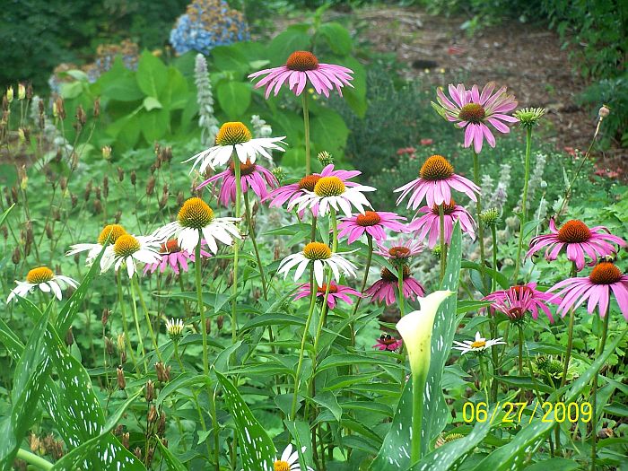 Coneflowers wht-ppl 1
