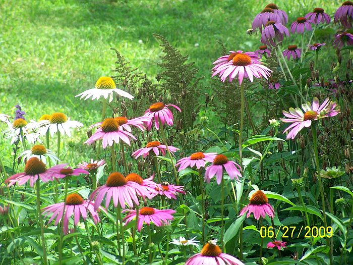 Coneflowers wht-ppl 2