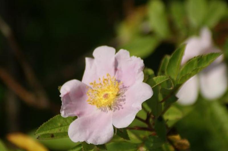 Confederate_Rose