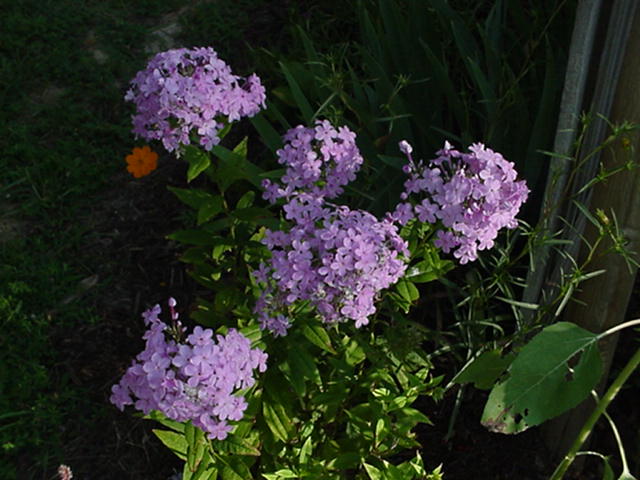 cottage garden