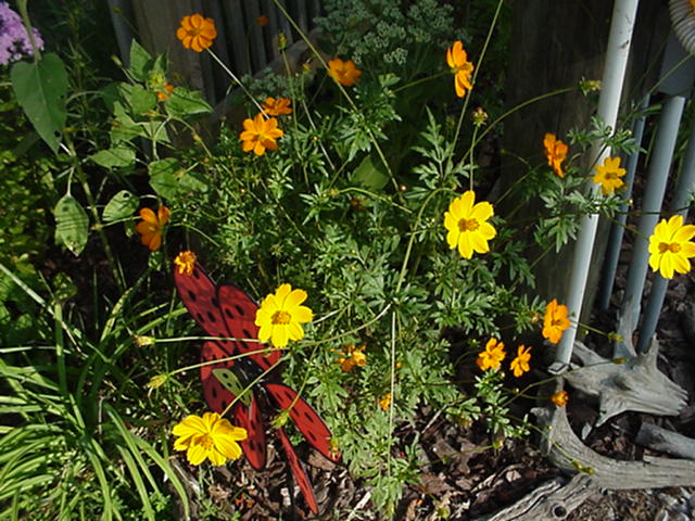 cottage garden