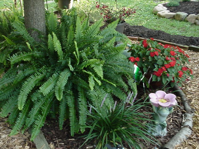 cottage garden
