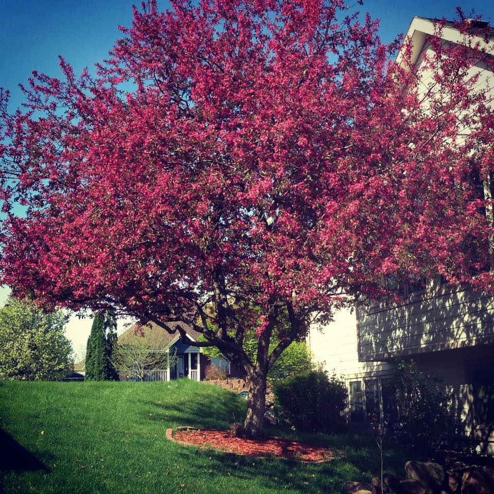 Crabapple 2017.jpg