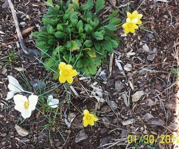 Crocus2012004 dz