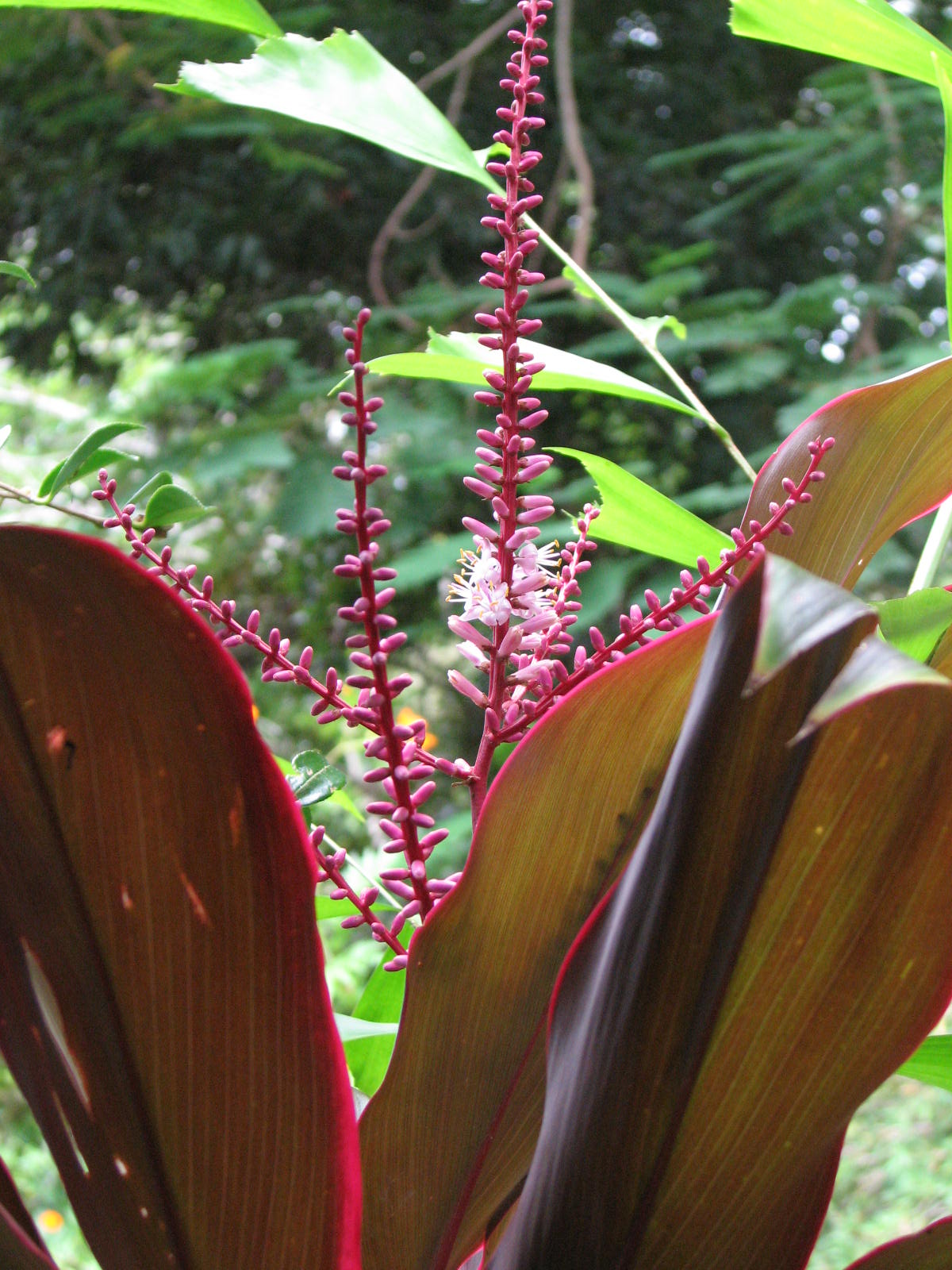 Croton flowering