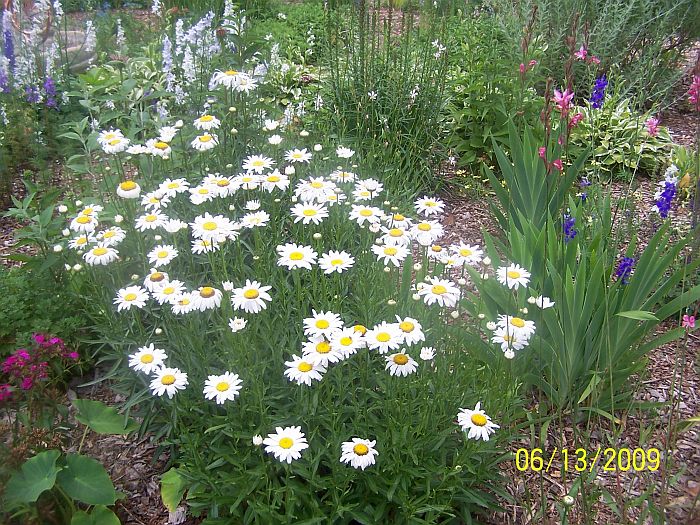 Daisies 2
