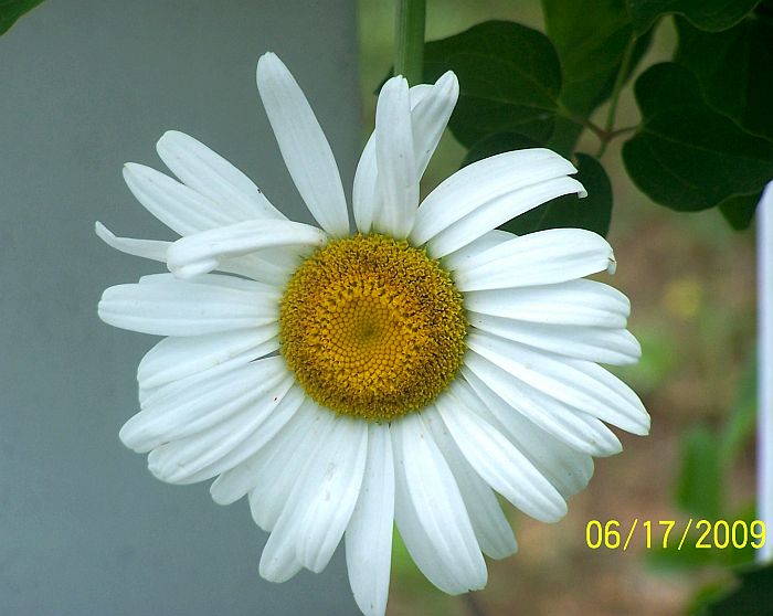 Daisy shasta 1