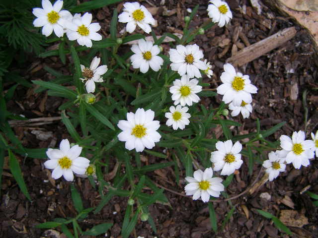 daisy