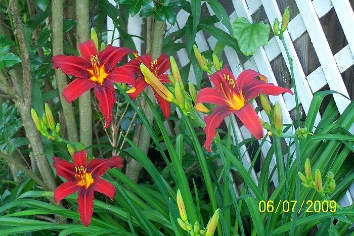 Daylilies red 2