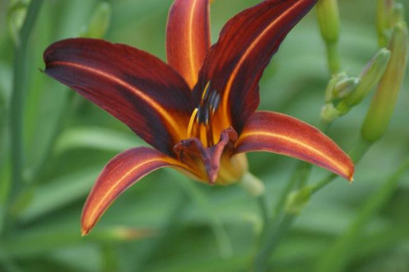 Daylilly