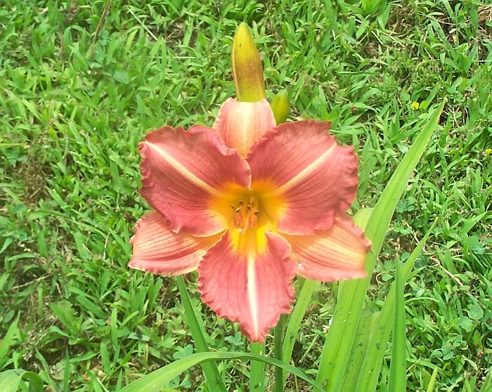 Daylily copper 1